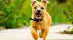 Kern terrier (fotografije): energetski spremljevalec z igrivim značajem